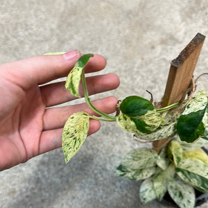 Epipremnum pinnatum 'Marble Variegated 4" - Pothos