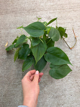 Load image into Gallery viewer, Philodendron Cordatum Green 4&quot;