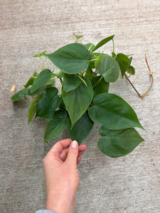 Philodendron Cordatum Green 4"
