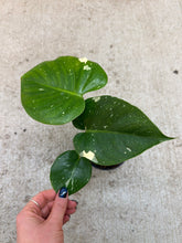 Load image into Gallery viewer, Monstera Thai Constellation 4"