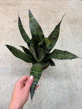 Load image into Gallery viewer, Sansevieria zeylanica superba 6" - Snake Plant