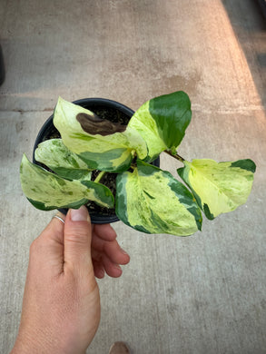 Epipremnum Manjula 4