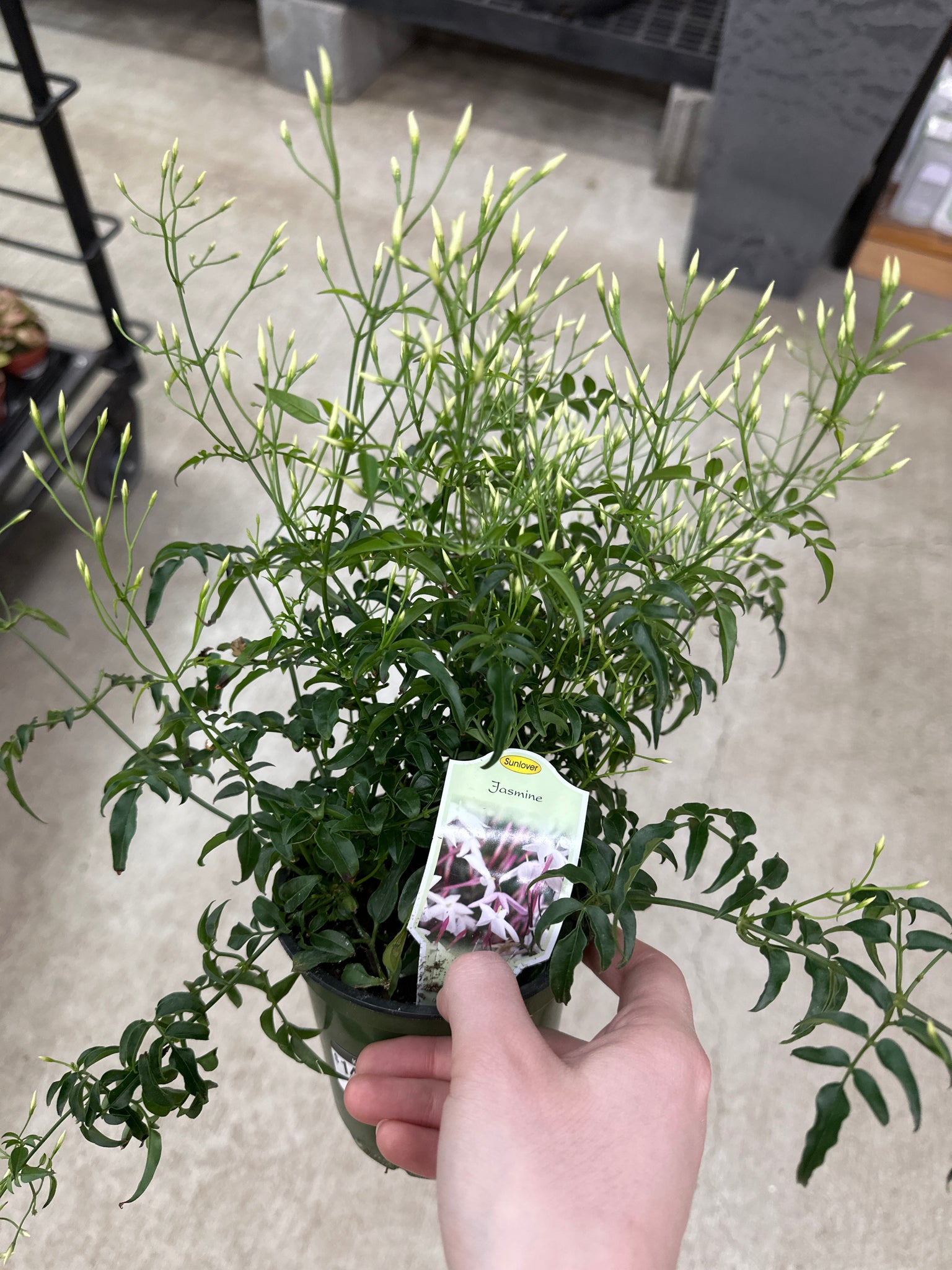 pink jasmine house plant Jasminum polyanthum 4"