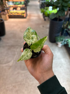 Alocasia macrorrhiza Camouflage 2" - Elephant Ear