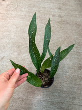 Load image into Gallery viewer, Aspidistra &#39;Milky Way&#39; 5&quot; - Variegated Cast Iron Plant