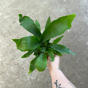 Platycerium sp. 4" - Staghorn Fern