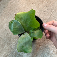 Load image into Gallery viewer, Platycerium elephantotis 4&quot; - Angola Staghorn Fern