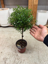 Load image into Gallery viewer, Myrtle Topiary Medium 5"