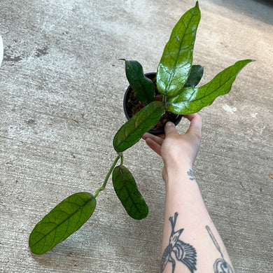 Hoya globulosa 4