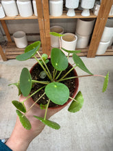 Load image into Gallery viewer, Pilea peperomioides 4" - Chinese Money Plant