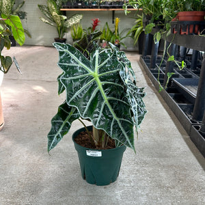 Alocasia Polly 8" - African Mask
