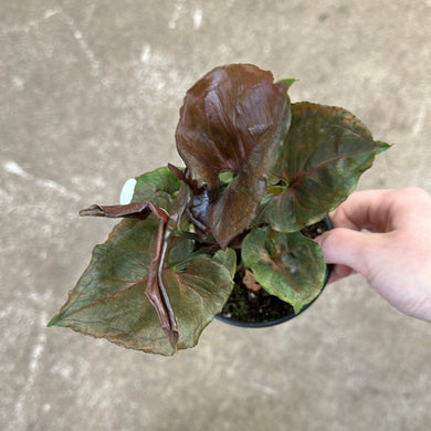 Syngonium 'Strawberry Ice' 4