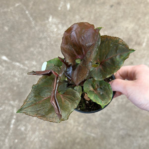 Syngonium 'Strawberry Ice' 4"