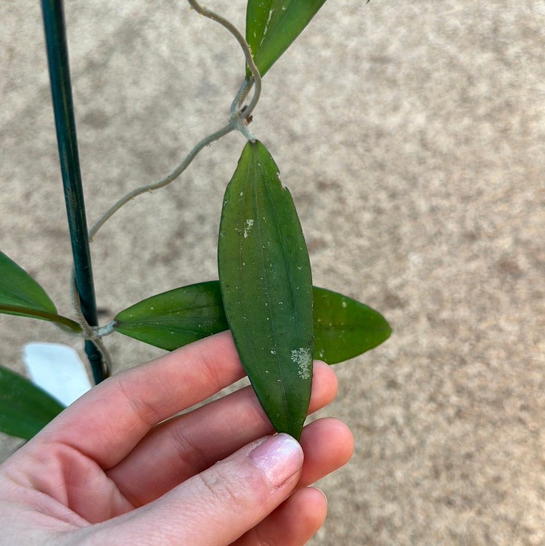 Hoya sp. rindu rafflesia 2