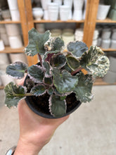 Load image into Gallery viewer, Saintpaulia 'Wrangler's Dixie Celebration' 4" - African Violet