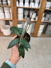 Load image into Gallery viewer, Hoya patella 2"