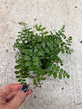 Load image into Gallery viewer, Asplenium 'Parvati' 4" - Mother Fern