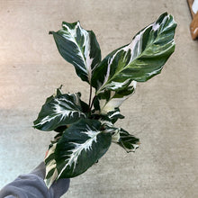 Load image into Gallery viewer, Calathea Stella 4&quot;