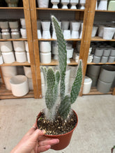 Load image into Gallery viewer, Opuntia sp. 6" - Prickly Pear Cactus