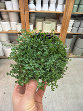 Load image into Gallery viewer, Soleirolia soleirolii 4" - Baby Tears