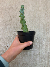 Load image into Gallery viewer, Myrtillocactus geo. 'Fukurokuryuzinboku' 4" - Boobie Cactus