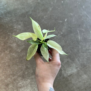 Philodendron Florida Ghost 2" TC
