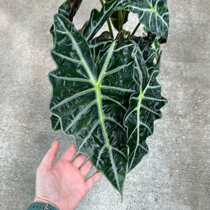 Alocasia Polly 8" - African Mask