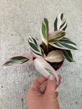 Load image into Gallery viewer, Stromanthe Triostar 4"