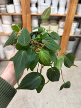 Load image into Gallery viewer, Philodendron Micans 4"