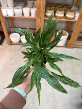 Load image into Gallery viewer, Spathiphyllum x 'Domino' 4" - Peace Lily