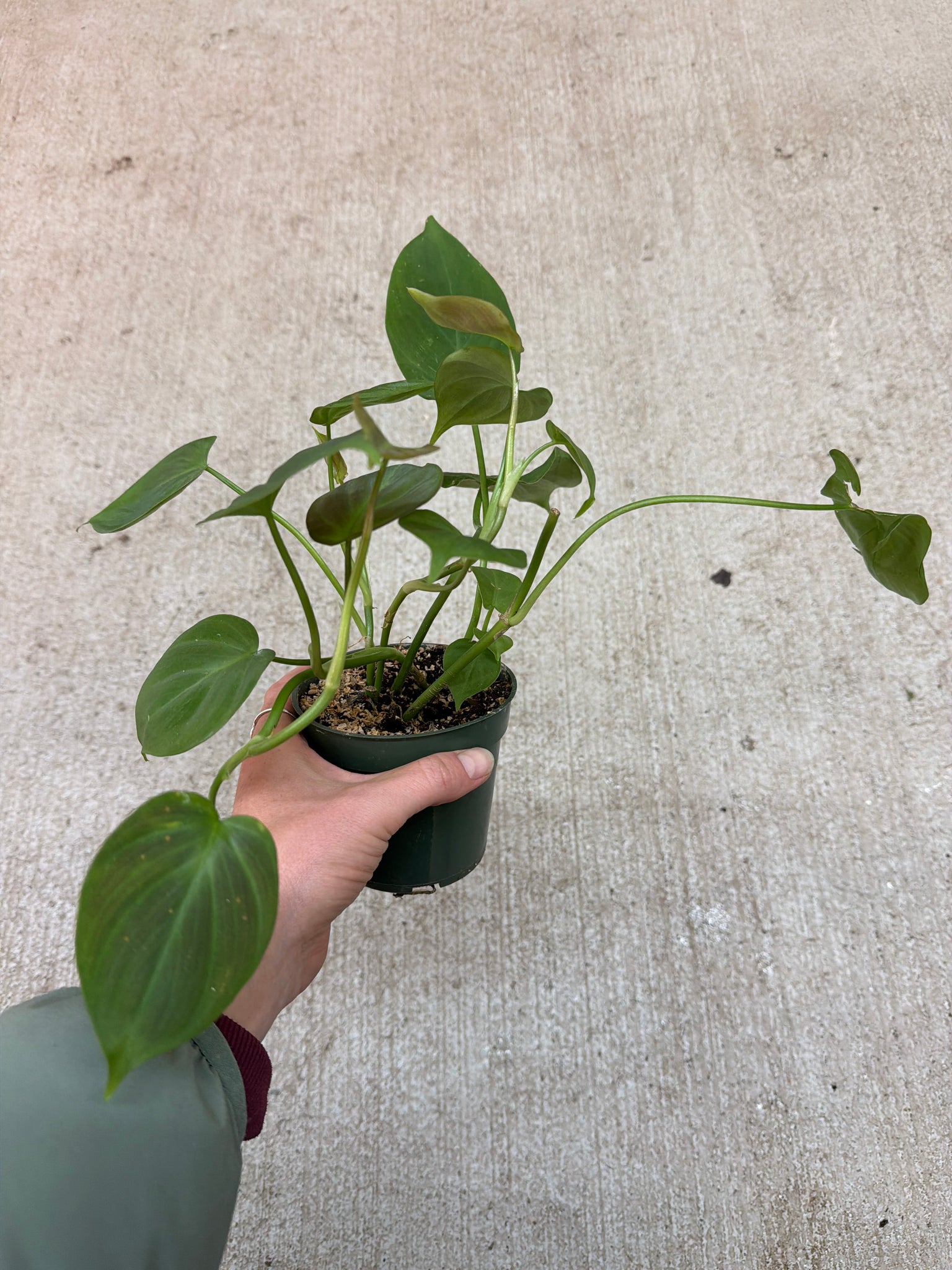 philodendron camposportoanum for sale Philodendron camposportoanum 4" – Kent East Hill Nursery