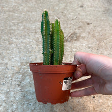 Load image into Gallery viewer, Acanthocereus tetragonus &#39;Variegata&#39; 3&quot; - Variegated Fairy Castle Cactus