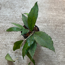 Load image into Gallery viewer, Hoya finlaysonii &#39;Big Leaves&#39; 4&quot;