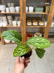 Calathea Flamestar 4