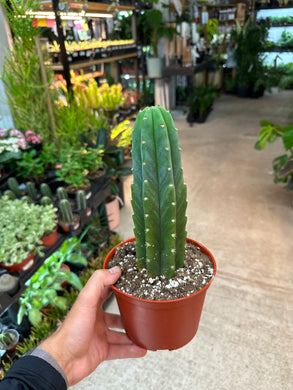 Trichocereus pachanoi 6