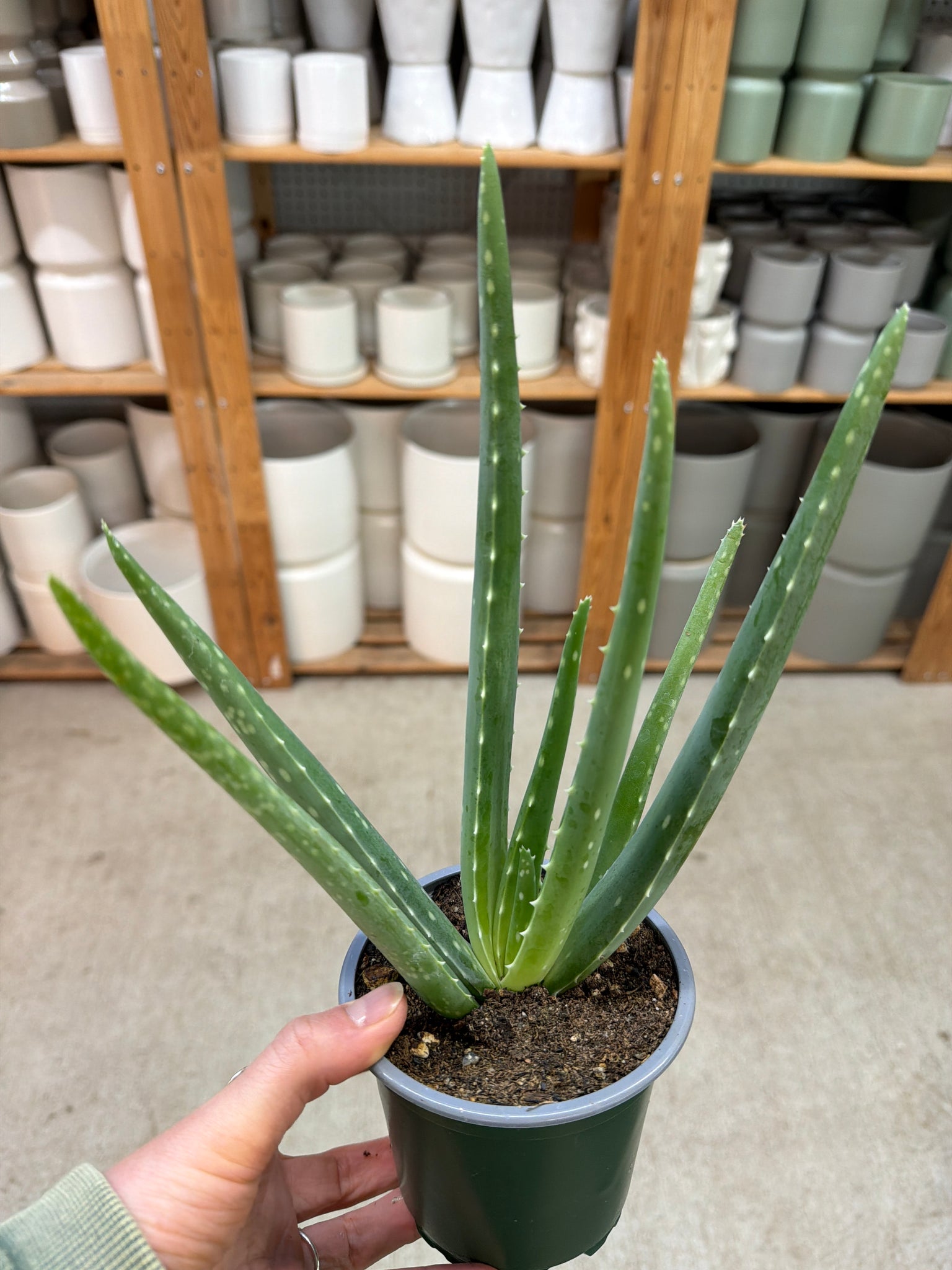 aloe vera plant louisville ky Aloe Vera 4" – Kent East Hill Nursery