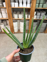 Load image into Gallery viewer, Aloe Vera 4"