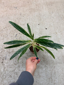 bamboo aglaonema Aglaonema Bamboo 4"