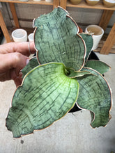 Load image into Gallery viewer, Sansevieria Kirkii Silver Blue 4" - Snake Plant
