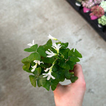 Load image into Gallery viewer, Oxalis regnellii 2&quot; - Green Shamrock