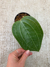 Load image into Gallery viewer, Hoya latifolia dinner plate 3"