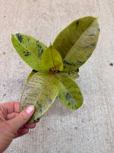 Load image into Gallery viewer, Ficus shivereana 4" - Variegated Rubber Tree