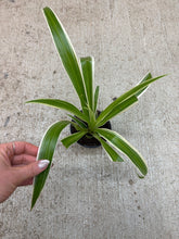 Load image into Gallery viewer, Chlorophytum cosmosum 'Ocean' 4" - Spider Plant