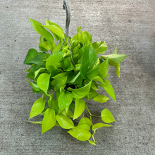 Load image into Gallery viewer, Epipremnum &#39;Neon&#39; 8&quot; HB - Neon Pothos
