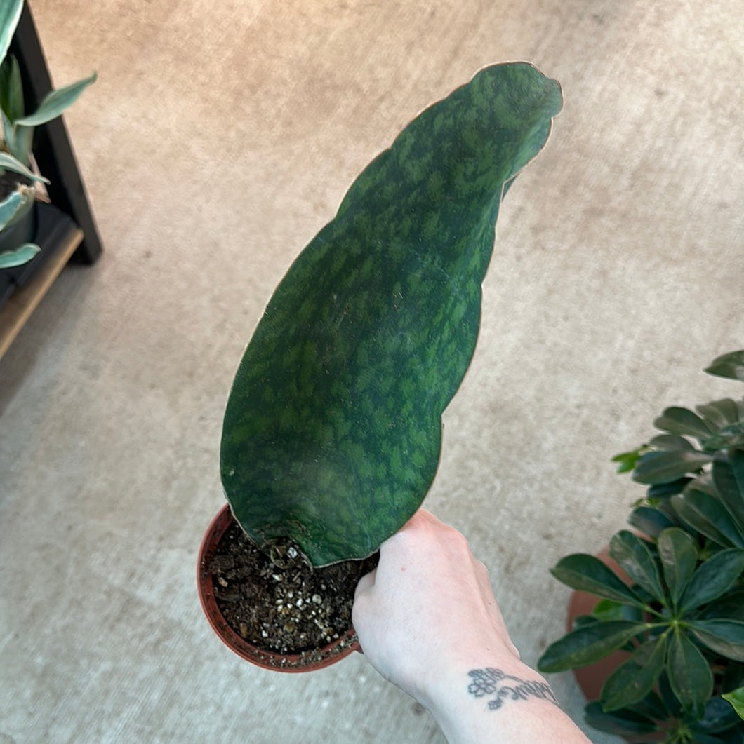 sansevieria masoniana for sale Sansevieria masoniana 4"