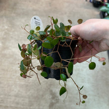 Load image into Gallery viewer, Peperomia &#39;Pepperspot&#39; 4in