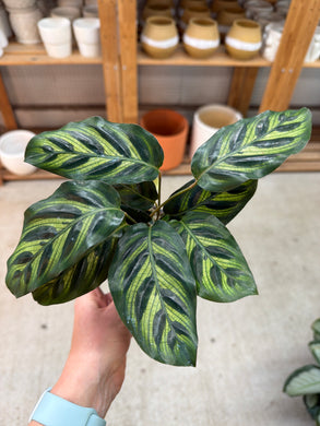 Calathea makoyana 4