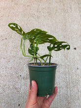 Load image into Gallery viewer, Monstera 'Monkey Mask' 4"