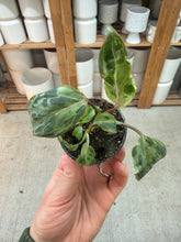 Load image into Gallery viewer, Philodendron gloriosum variegata 2"