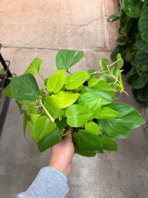 Philodendron heder. aureum 6